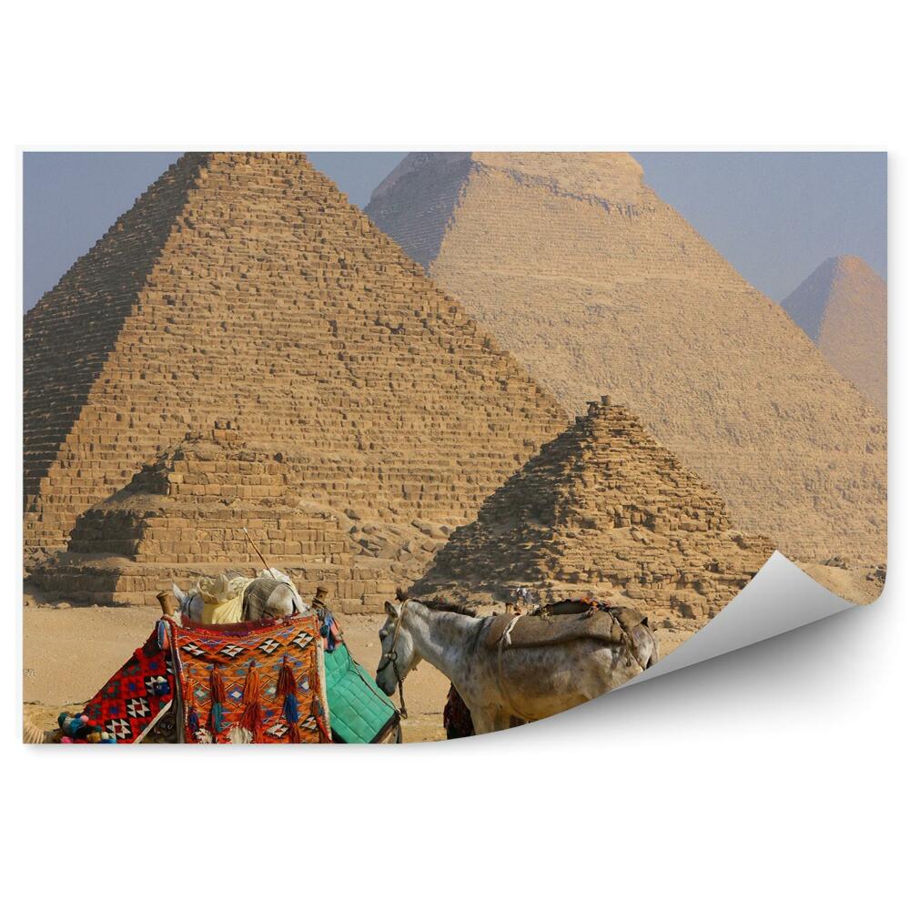 Fototapeta na stenu Beduín Osol Ťava Pyramídy Piesok