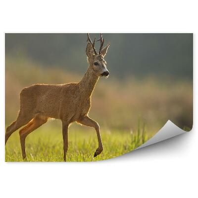 Fototapeta na stenu Srnčia zver na lúke