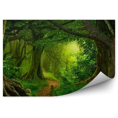 Fototapeta na stenu Tropický les stromy cesta paprade