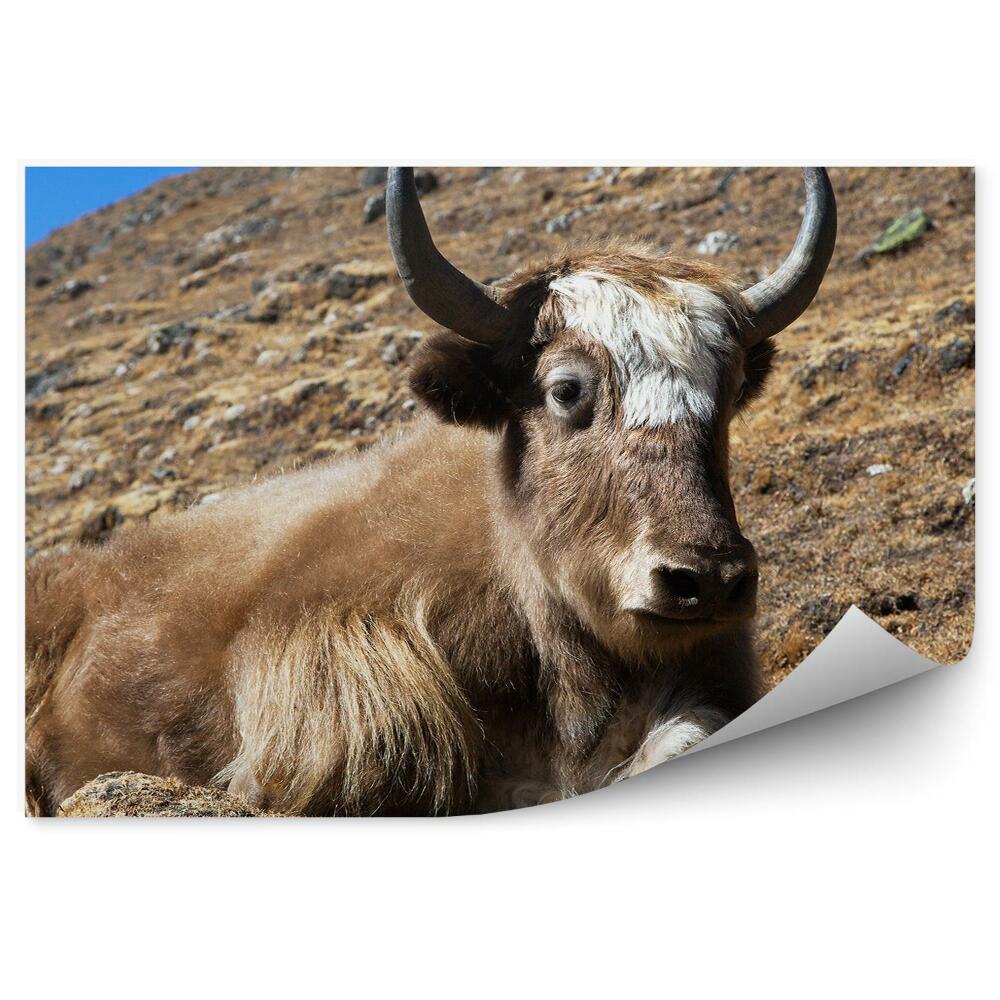 Fototapeta Ako himalájske hory nepal
