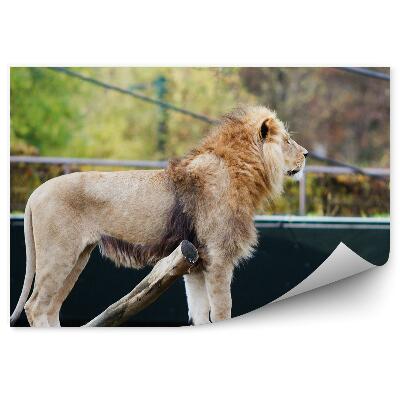 Fototapeta na stenu Lev na zlomenom strome