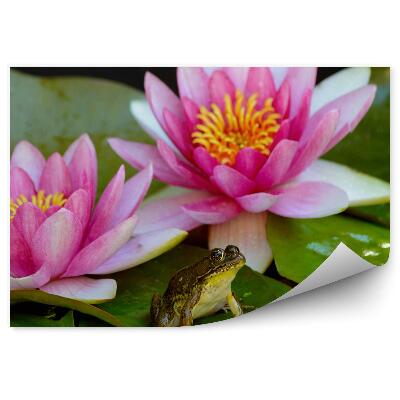 Fototapeta na stenu Ružové Listy Ľalie Žabej