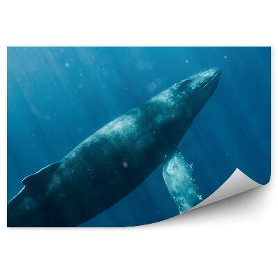 Fototapeta Veľryba hrbatá oceán Havaj