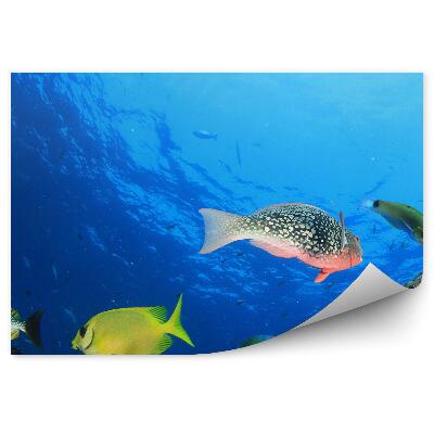 Fototapeta na stenu Koralový Útes Ryby Thajsko