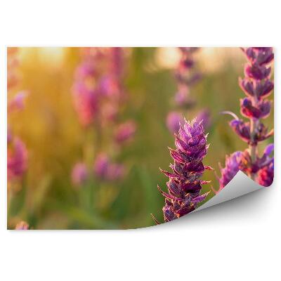 Fototapeta na stenu Fialové kvety zelená tráva