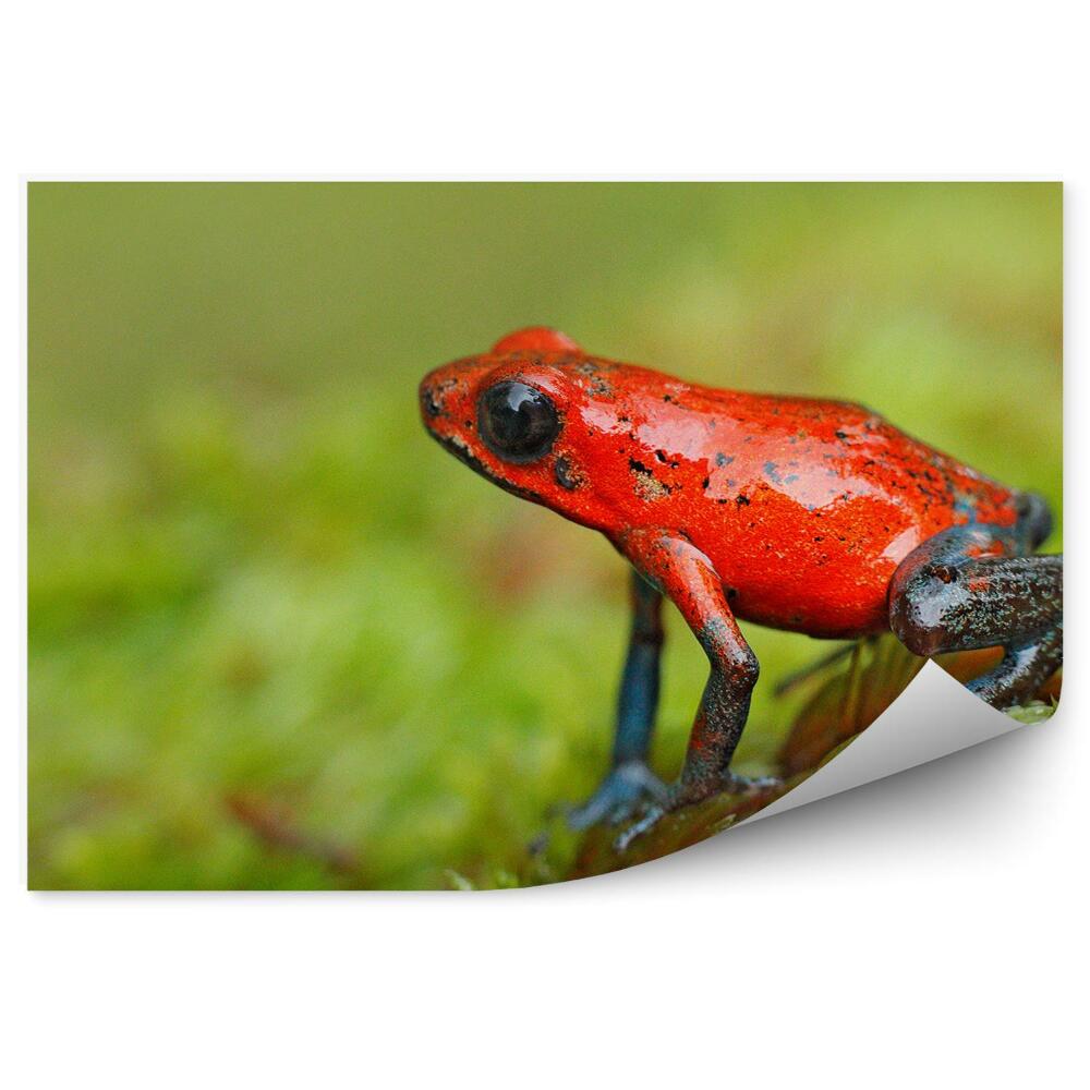 Fototapeta Červená žaba na liste