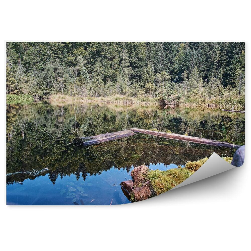 Fototapeta Horské jazero v lese