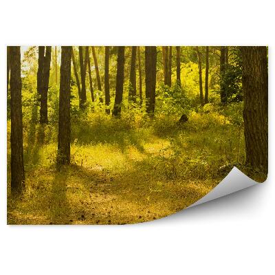 Fototapeta Borovicový les tráva