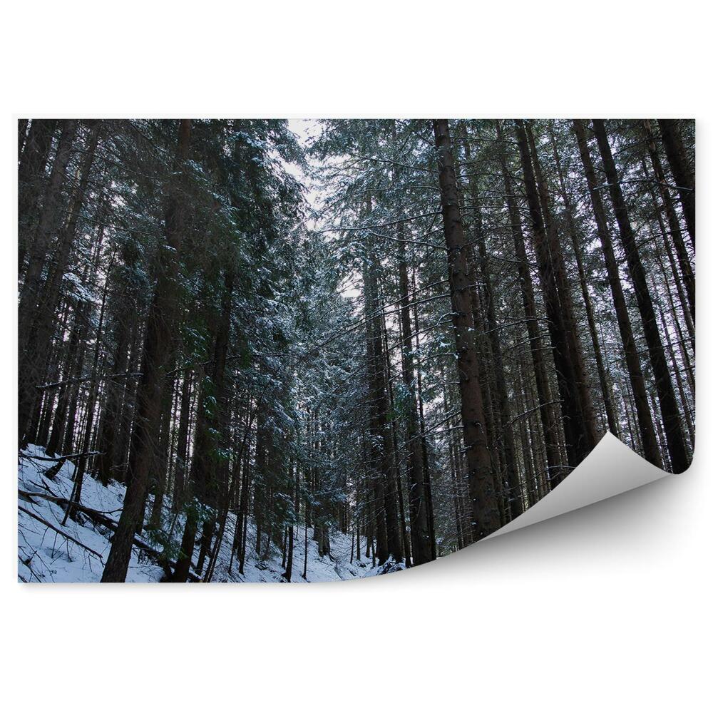 Fototapeta na stenu Zimný borovicový les Zakopané