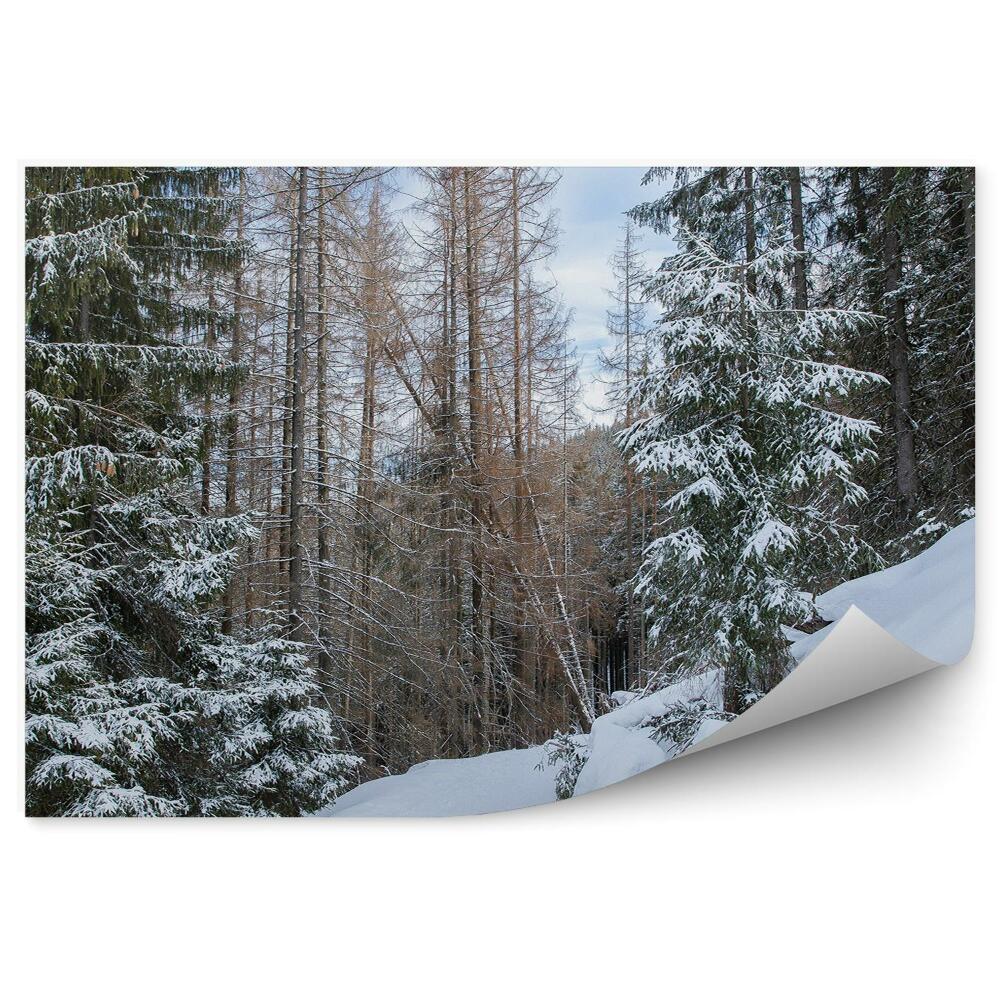Fototapeta Hustý ihličnatý les pochovaný