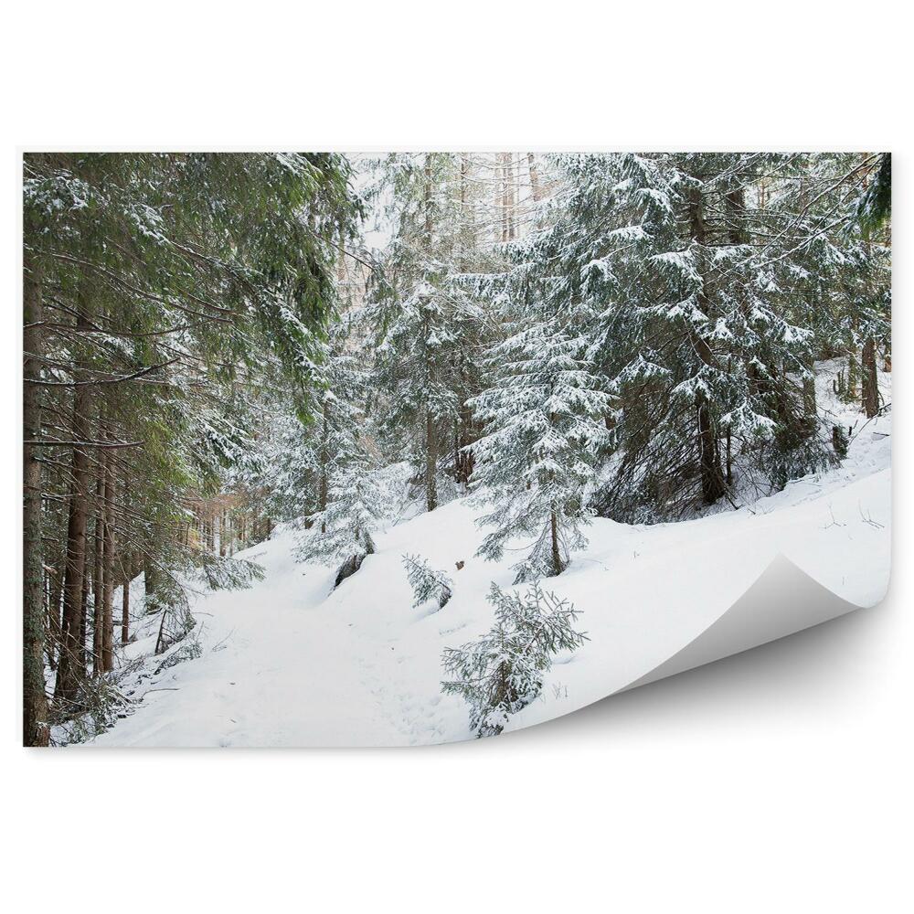 Fototapeta na stenu Hustý ihličnatý les zakopaný