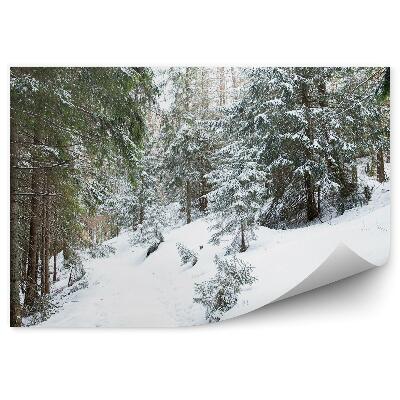 Fototapeta na stenu Hustý ihličnatý les zakopaný