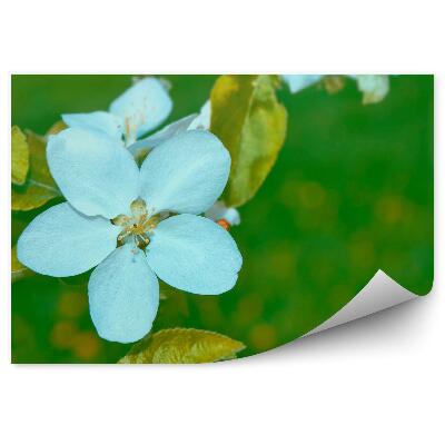 Fototapeta na stenu Biely Kvet Jablone Zlatý List Zelené Pozadie