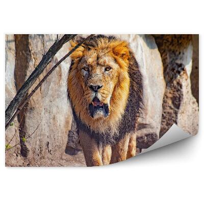 Fototapeta Lev severoafrický v zoo