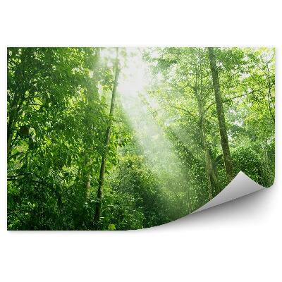 Fototapeta východ slnka v listnatom lese