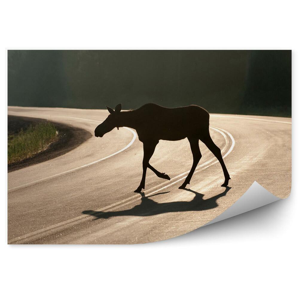 Fototapeta na stenu Los na asfaltovej ceste