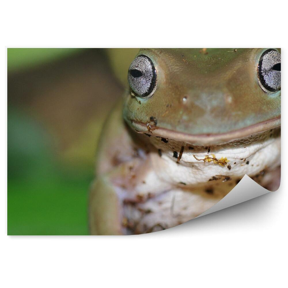 Fototapeta na stenu Austrálska žaba na strome