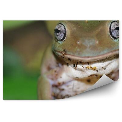 Fototapeta na stenu Austrálska žaba na strome