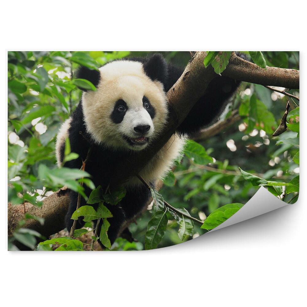 Fototapeta na stenu Panda sediaca na strome