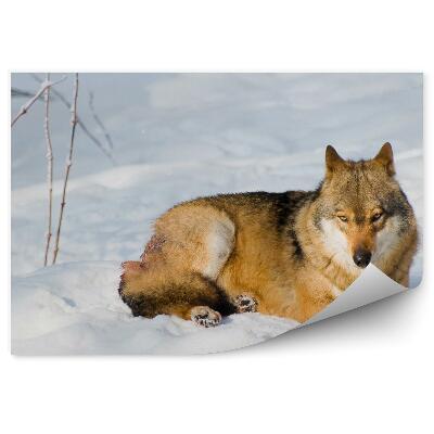 Fototapeta na stenu Vlk na slnku zimný sneh odpočinok