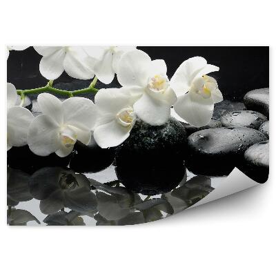 Fototapeta Biela Orchidea Voda