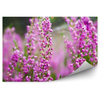 Fototapeta na stenu Ružový Vres