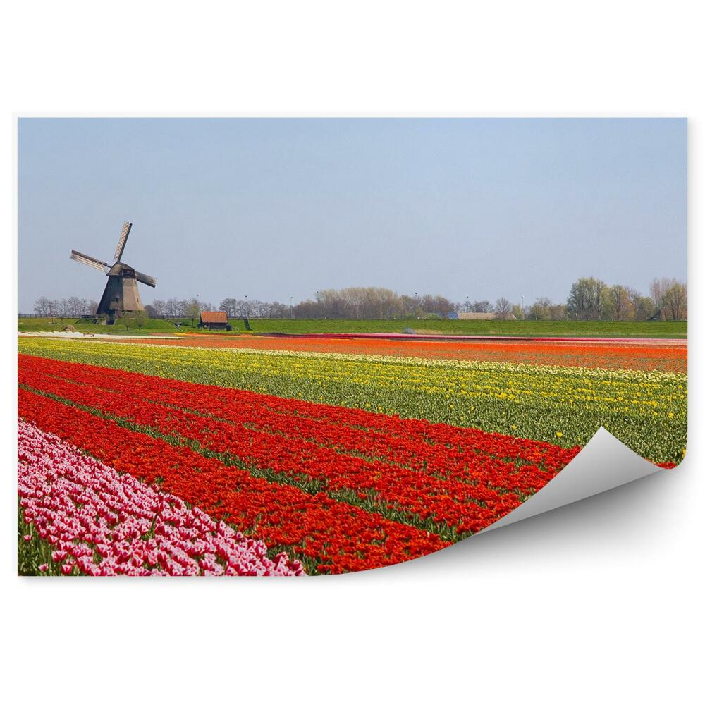 Fototapeta Pole Tulipánov Veterné Mlyny Nebo Holandsko