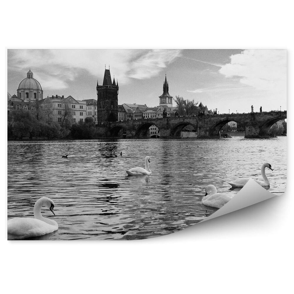 Fototapeta na stenu Labute na lúke