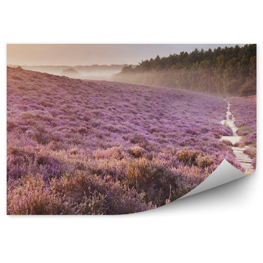 Fototapeta Poľná Cesta Medzi Hmlistými Vresoviskami