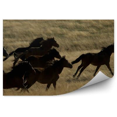 Fototapeta na stenu Stádo divokých bežeckých koní poľná tráva