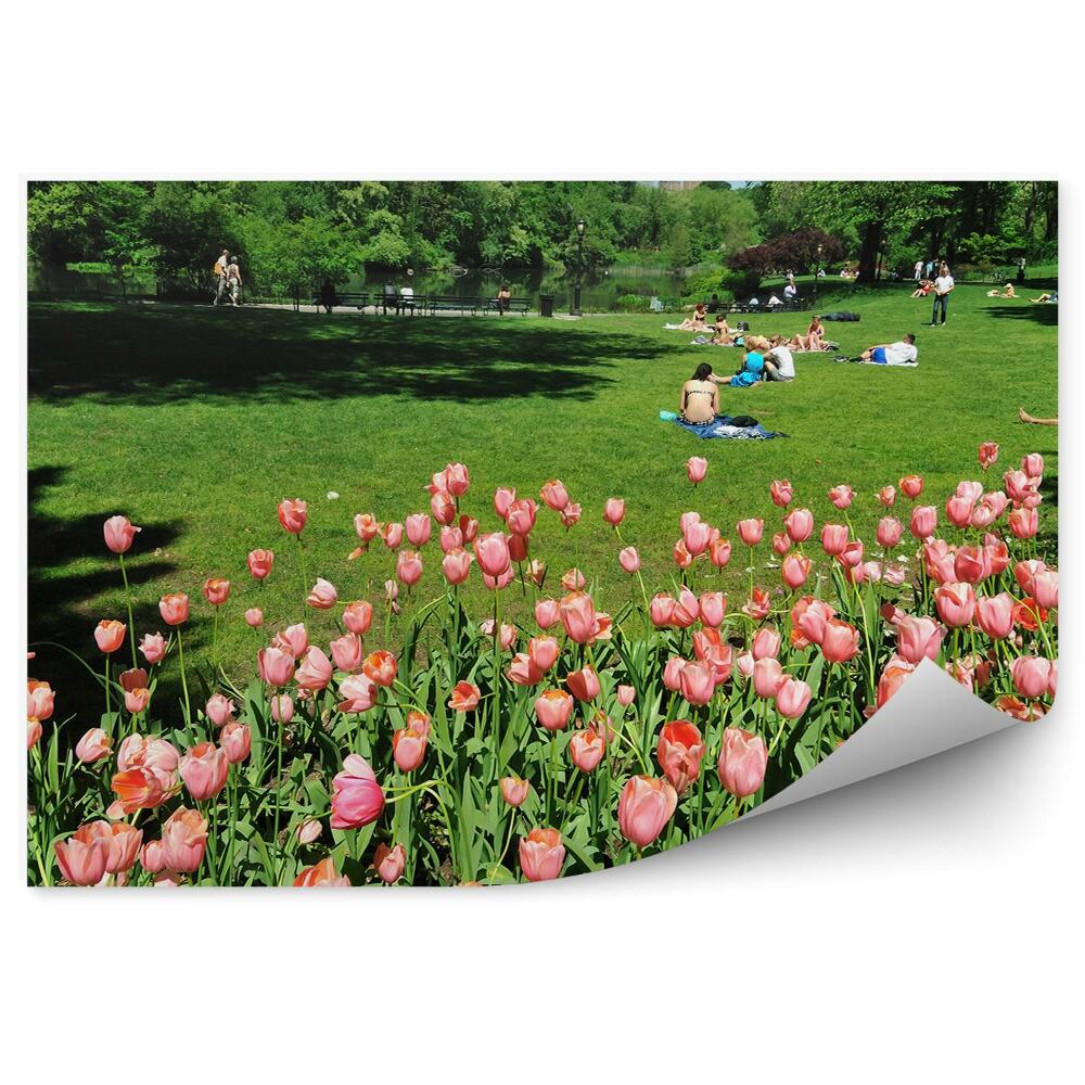 Fototapeta Ružové Tulipány Centrálny Park