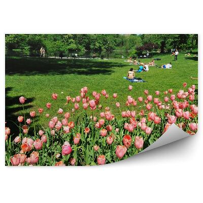 Fototapeta Ružové Tulipány Centrálny Park