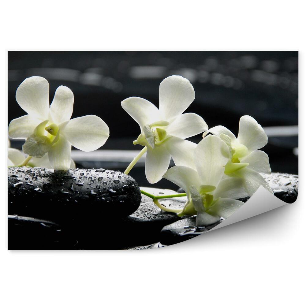 Fototapeta Biela Orchidea Vodné Kamene Kvet