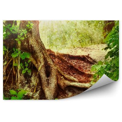 Fototapeta na stenu Lesné korene trávy slnko