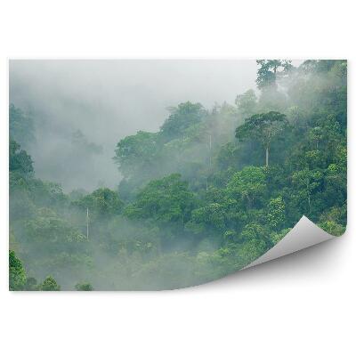 Fototapeta Tropická ranná hmla medzi korunami stromov