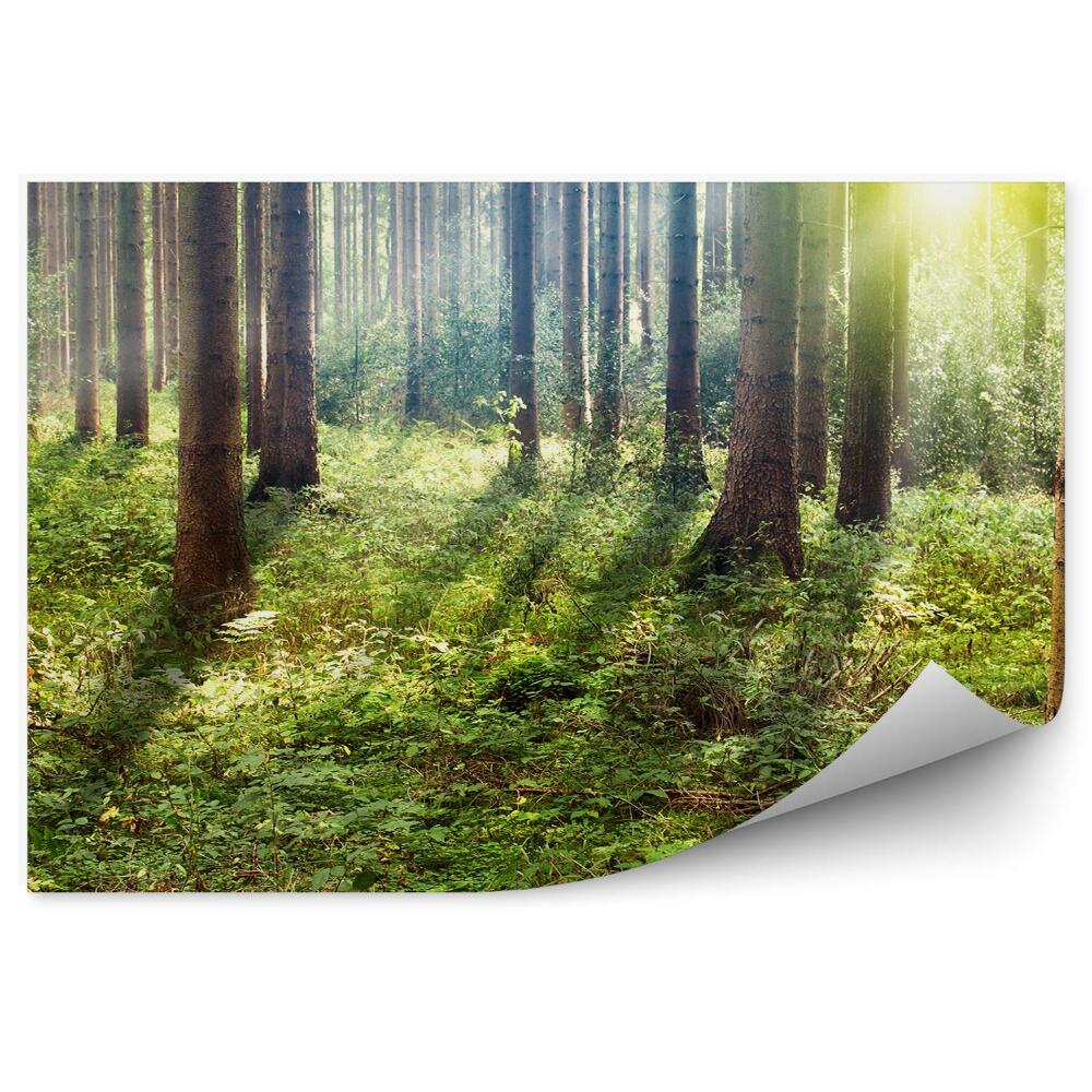 Fototapeta na stenu V hĺbke lesa slnko Vianočné stromčeky trávy
