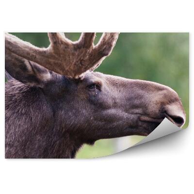 Fototapeta Hlava losieho samca