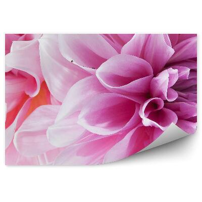 Fototapeta na stenu Ružové Okvetné Lístky Kvetov Georgín