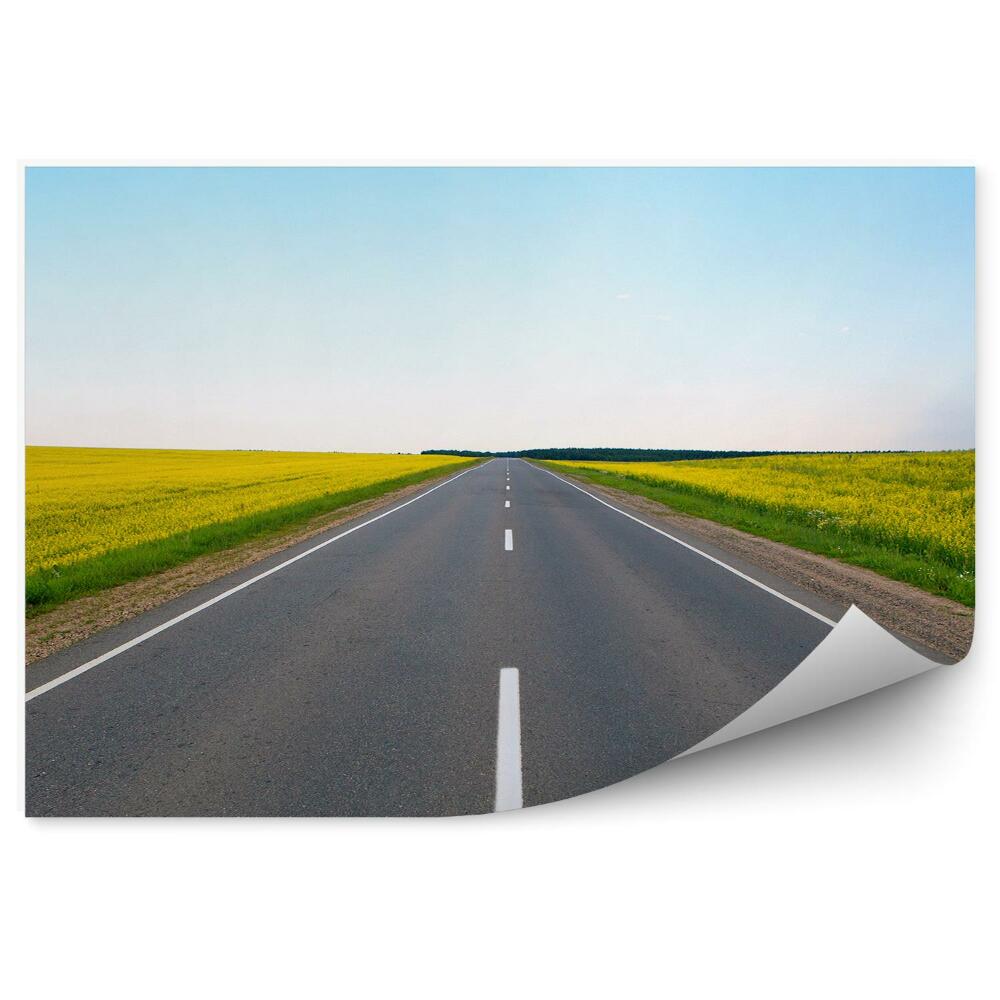 Fototapeta na stenu Polje cvetočih rumenih cvetov cesta