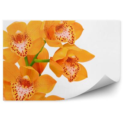 Fototapeta na stenu Oranžová Orchidea