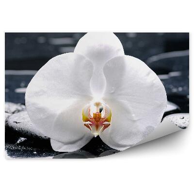 Fototapeta na stenu Biela Orchidea Vodné Kamene Rastlina