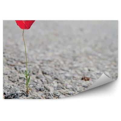 Fototapeta Mak Kvet Kameň Pozadie Rastlina