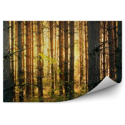 Fototapeta Lesné stromy trávy Vianočné stromčeky svetlo