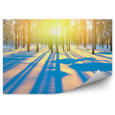 Fototapeta na stenu Zimný ihličnatý les východ slnka