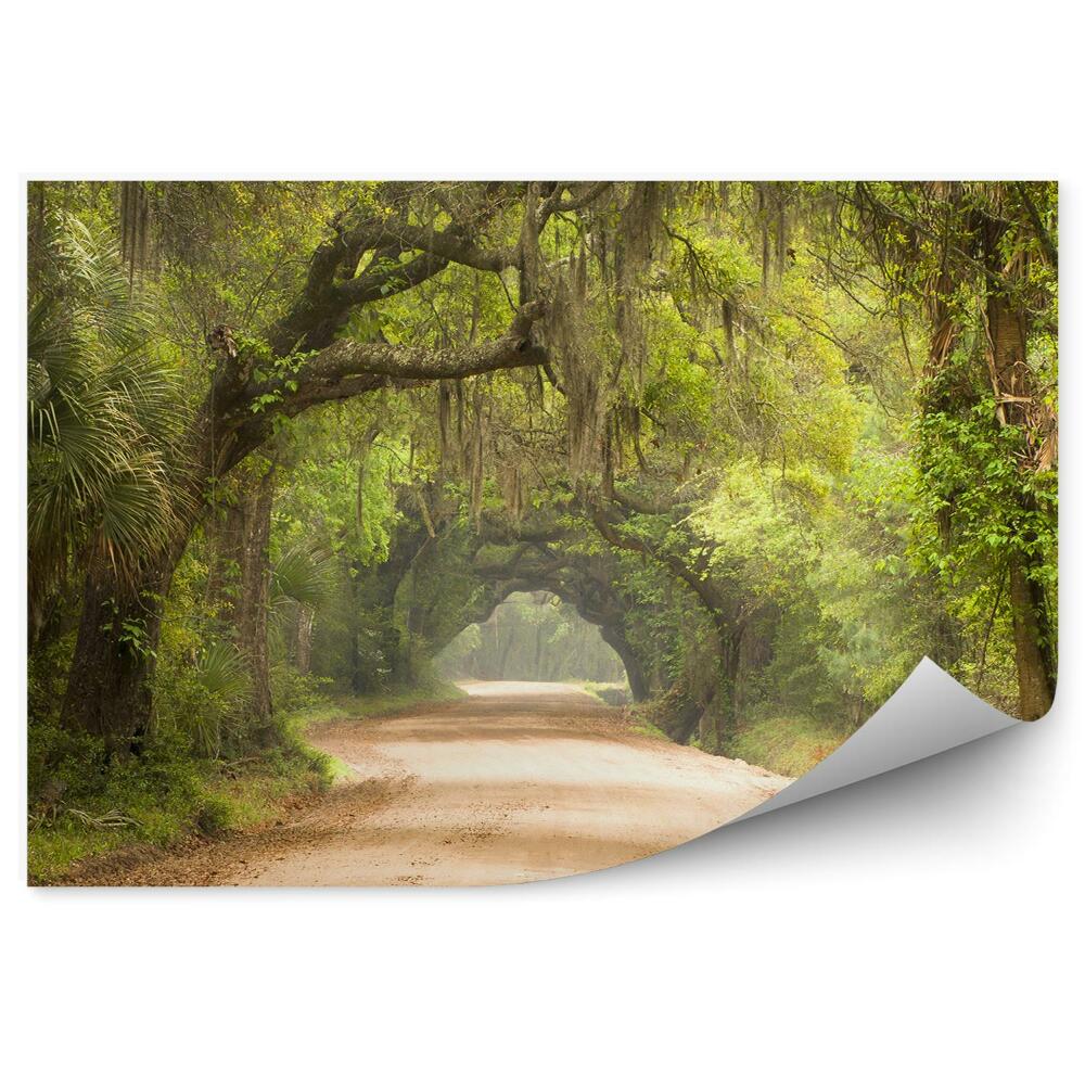 Fototapeta na stenu Botanika príroda stromy zelená vyšliapaná cesta