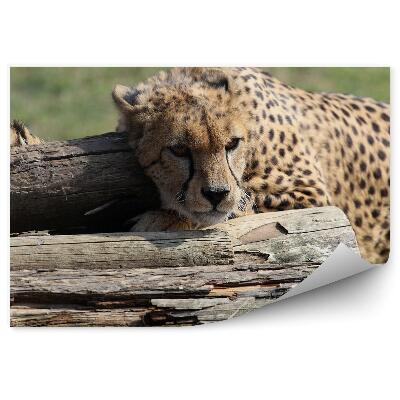 Fototapeta Gepard sediaci na kmeni