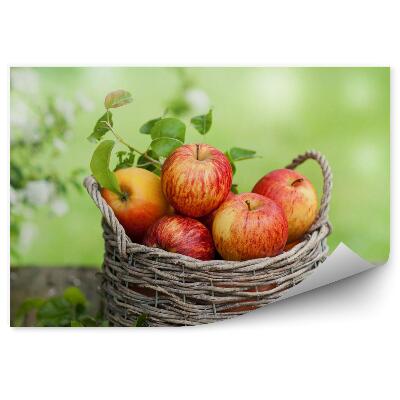 Fototapeta na stenu Čas zberu jabĺk
