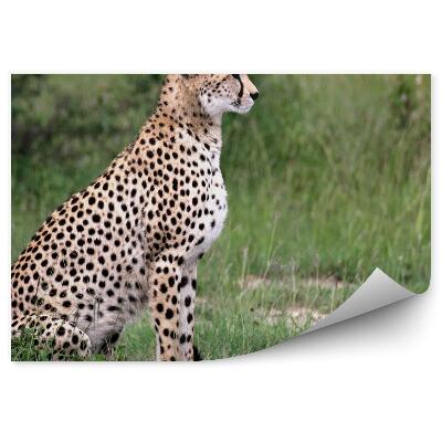Fototapeta na stenu Gepard tráva savana krajina
