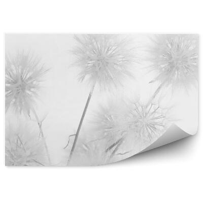 Fototapeta Krásny Biely Trávnik Fúzač