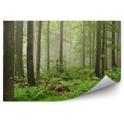 Fototapeta na stenu Zelená lesná hmla